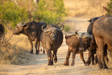 Buffalo breeding herd with large males