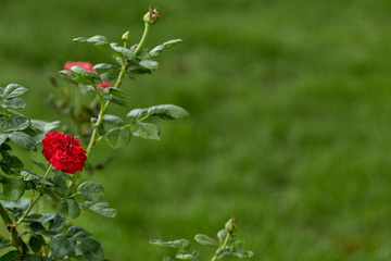 Close-Up Of Red Flowering Plant In The Garden