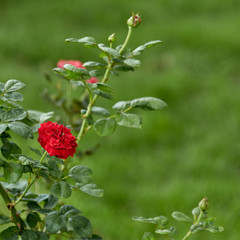 Close-Up Of Red Flowering Plant In The Garden