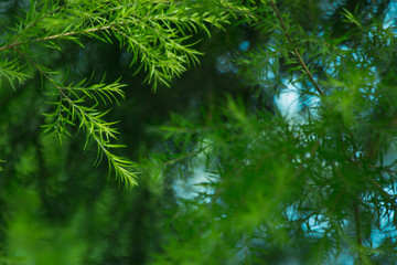 nature background, the leaf pattern in nature abstract background, leaf close-up