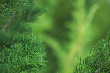 nature background, the leaf pattern in nature abstract background, leaf close-up