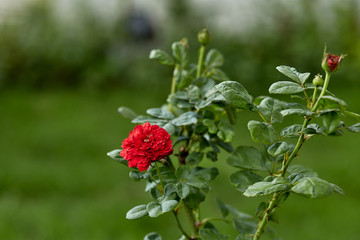Close-Up Of Red Flowering Plant In The Garden