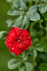 Close-Up Of Red Flowering Plant In The Garden