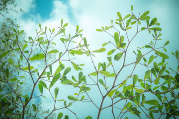 nature background, the leaf pattern in nature abstract background, leaf close-up