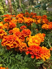 flowers in the garden