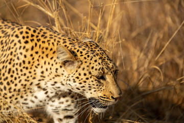 A young female leopard moving through the bushveld of the greater kruger.