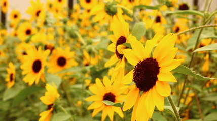 夏に咲き乱れるひまわり