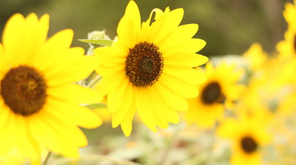 Naklejka premium 夏に咲くひまわり