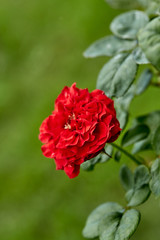 Close-Up Of Red Flowering Plant In The Garden