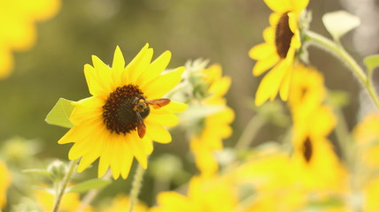 夏のひまわりとクマバチ