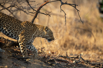 A young female leopard moving through the bushveld of the greater kruger.
