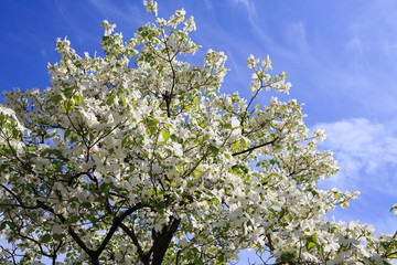 青空に映えるハナミズキの花