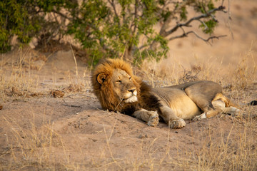 Sleeping male Lion
