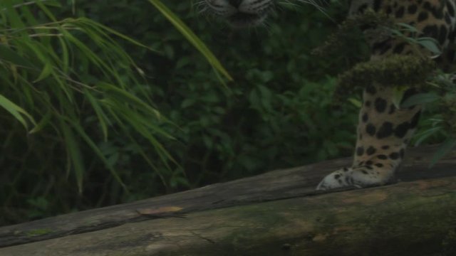 Slow Motion Jaguar