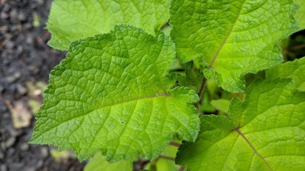 green leaves of maple in park
