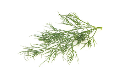 Fresh green dill herb branch