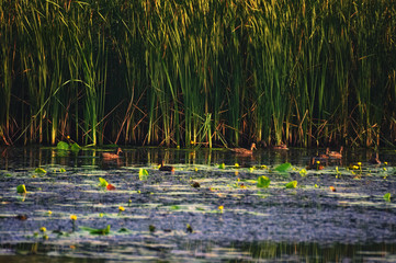 floating swans in the distance on the lake