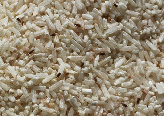 The rice weevil is the insect that destroys the grain.Rice will lose its nutritional value.
