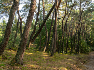 Fototapeta premium view of the forests in the late summer, Curonian Spit