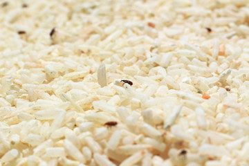 The rice weevil is the insect that destroys the grain.Rice will lose its nutritional value.