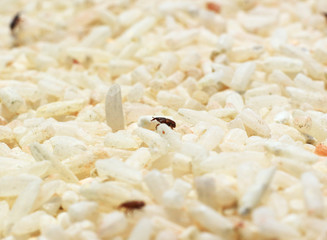 The rice weevil is the insect that destroys the grain.Rice will lose its nutritional value.
