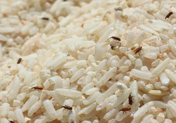 The rice weevil is the insect that destroys the grain.Rice will lose its nutritional value.