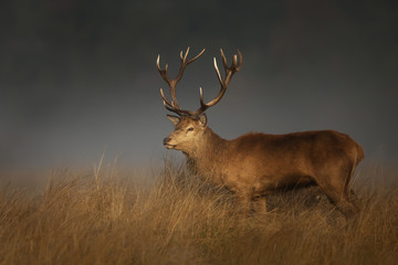 Red deer stag during rutting season on a misty autumn morning