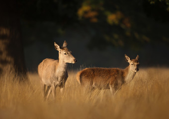 Naklejka na ściany i meble Close-up of a red deer hind with calf