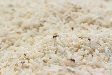 The rice weevil is the insect that destroys the grain.Rice will lose its nutritional value.