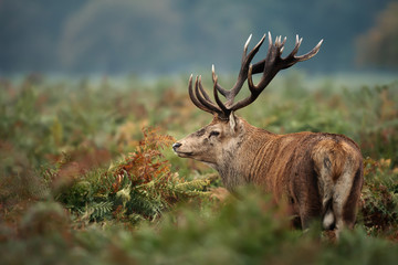 Red deer during rutting season in autumn