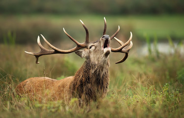 Red deer stag calling during rutting season in autumn - obrazy, fototapety, plakaty