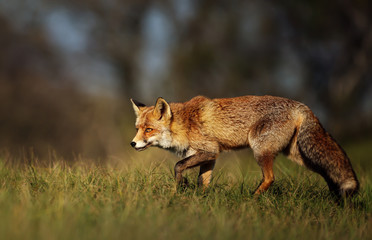 Close up of a red fox in the meadow