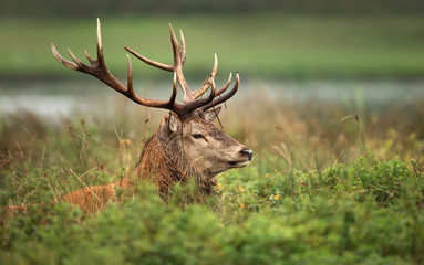 Red deer stag lying in grass during rutting season in autumn