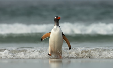 Gentoo penguin coming ashore from Atlantic ocean