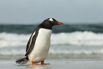 Fototapeta premium Gentoo penguin coming ashore from Atlantic ocean