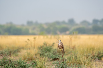 Laggar falcon or Falco jugger an angry and migratory bird Sitting on winter morning at eye level perch at tal chhapar blackbuck sanctuary, churu, rajasthan, india