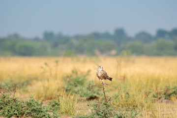 Laggar falcon or Falco jugger an angry and migratory bird Sitting on winter morning at eye level perch at tal chhapar blackbuck sanctuary, churu, rajasthan, india