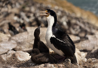 Imperial shag with two little chicks in the nest