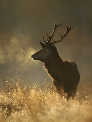 Red Deer stag at sunrise with breath condensing at dawn