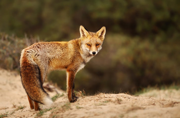 Naklejka na ściany i meble Close up of a Red fox in sand dunes
