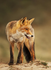 Close up of a Red fox in sand dunes
