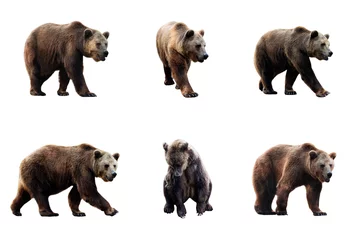 Kussenhoes Set of brown bear over white background © lastfurianec