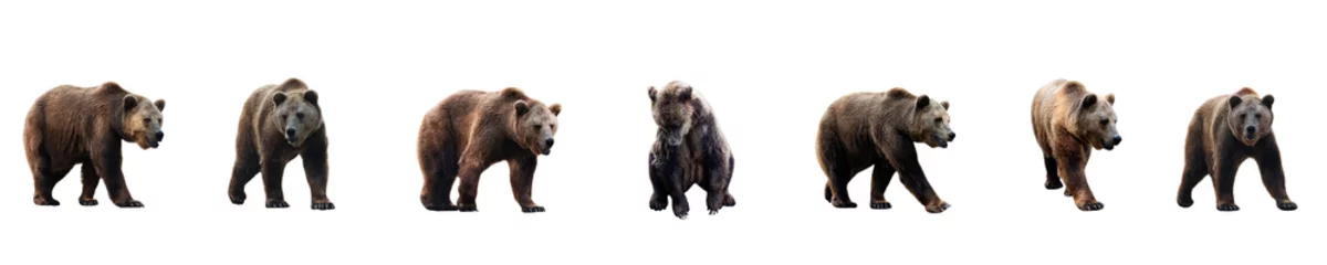 Foto op Plexiglas Set of brown bear over white background © lastfurianec