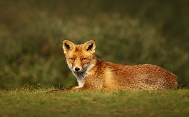 Close up of a Red fox lying on grass in summer