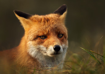 Obraz premium Close up of a red fox in the meadow