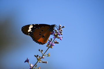 Butterfly on Wildflower in park outdoor, insect macro wildlife animal spring close up blue sky wallpaper background