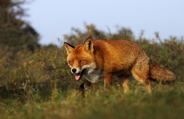 Close up of a red fox in the meadow