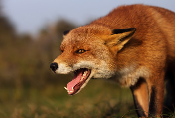Close up of a red fox in the meadow