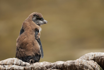 Close up of a molting Rockhopper penguin chick sitting on a rock