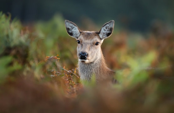 Close-up of red deer hind in fern